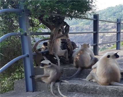 인도 아잔타 석굴을 지키는 긴 꼬리 원숭이 가족이 재미있게 놀고 있다.