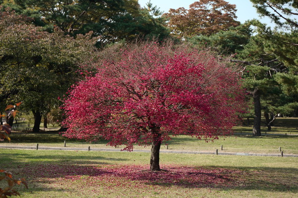 사진2 : 창경궁의 가을 나무 한그루가 채 원장을 연상시킨다.