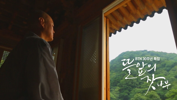BTN 30주년 특집 뜰 앞의 잣나무